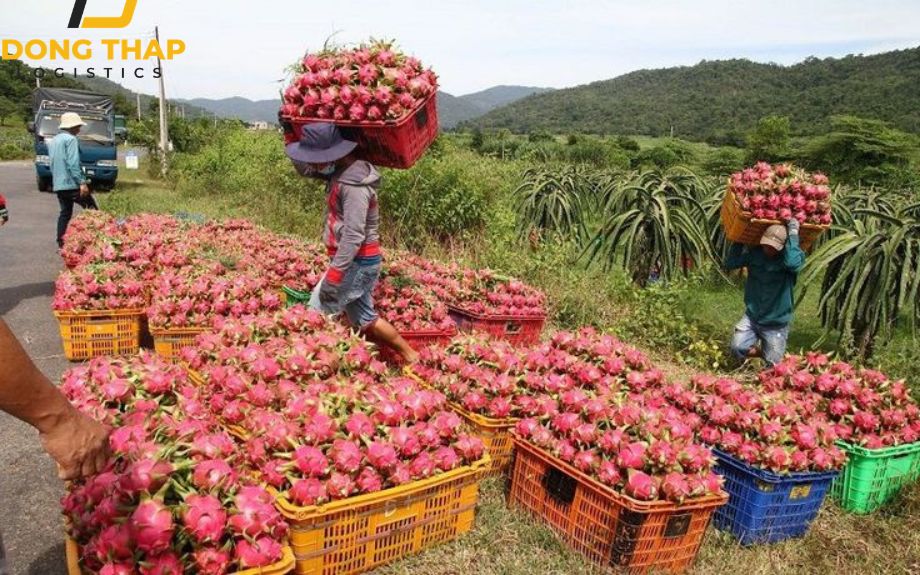 Xuất Khẩu Trái Cây: Bí Quyết Đóng Gói Và Vận Chuyển Hiệu Quả