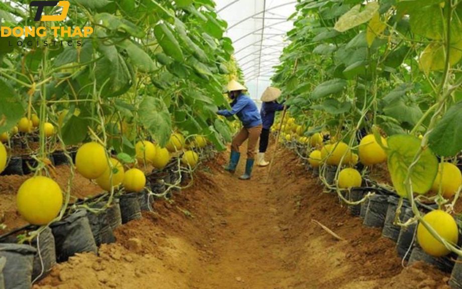 Xuất Khẩu Trái Cây: Bí Quyết Đóng Gói Và Vận Chuyển Hiệu Quả