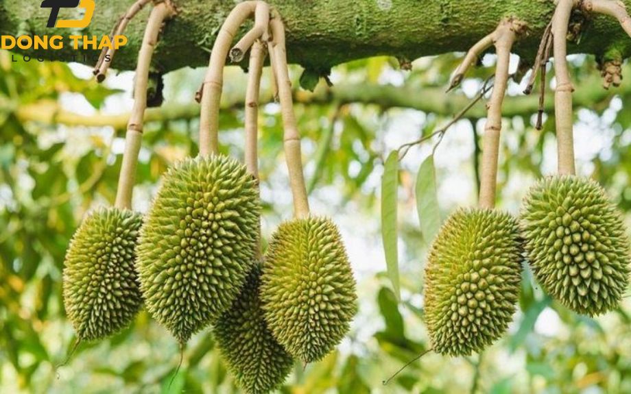 Xuất Khẩu Trái Cây: Bí Quyết Đóng Gói Và Vận Chuyển Hiệu Quả