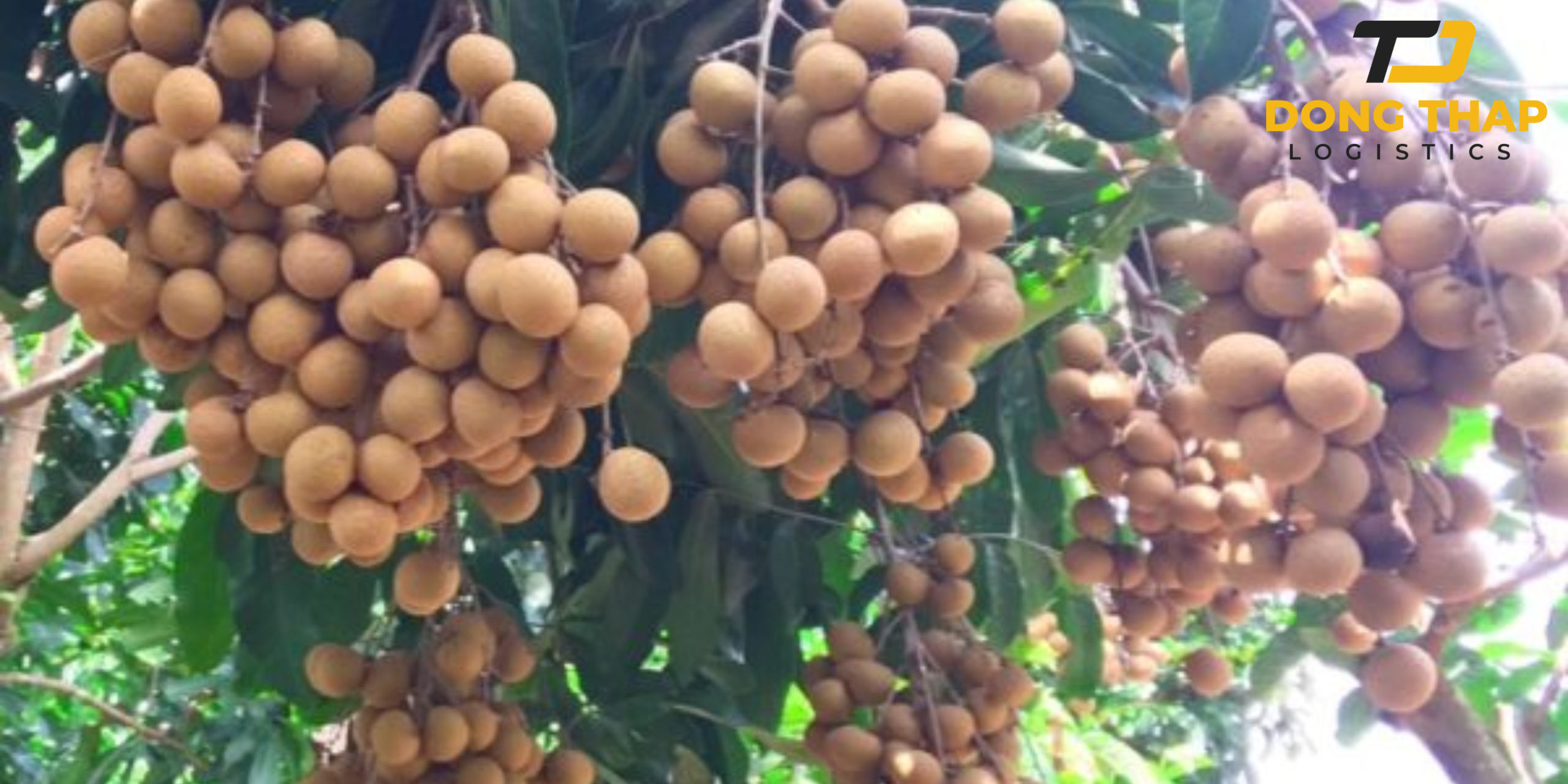 Vận chuyển nhãn tươi từ Đồng Tháp đến Sài Gòn – Hành trình giữ trọn tươi ngon