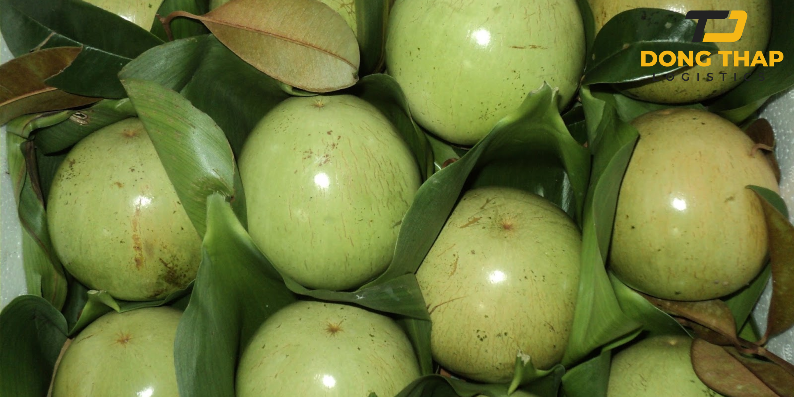 Chuyển phát nhanh vú sữa từ Đồng Tháp đến Quảng Ninh
