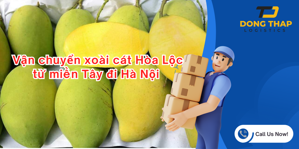 Vận chuyển xoài cát Hòa Lộc từ miền Tây đi Hà Nội