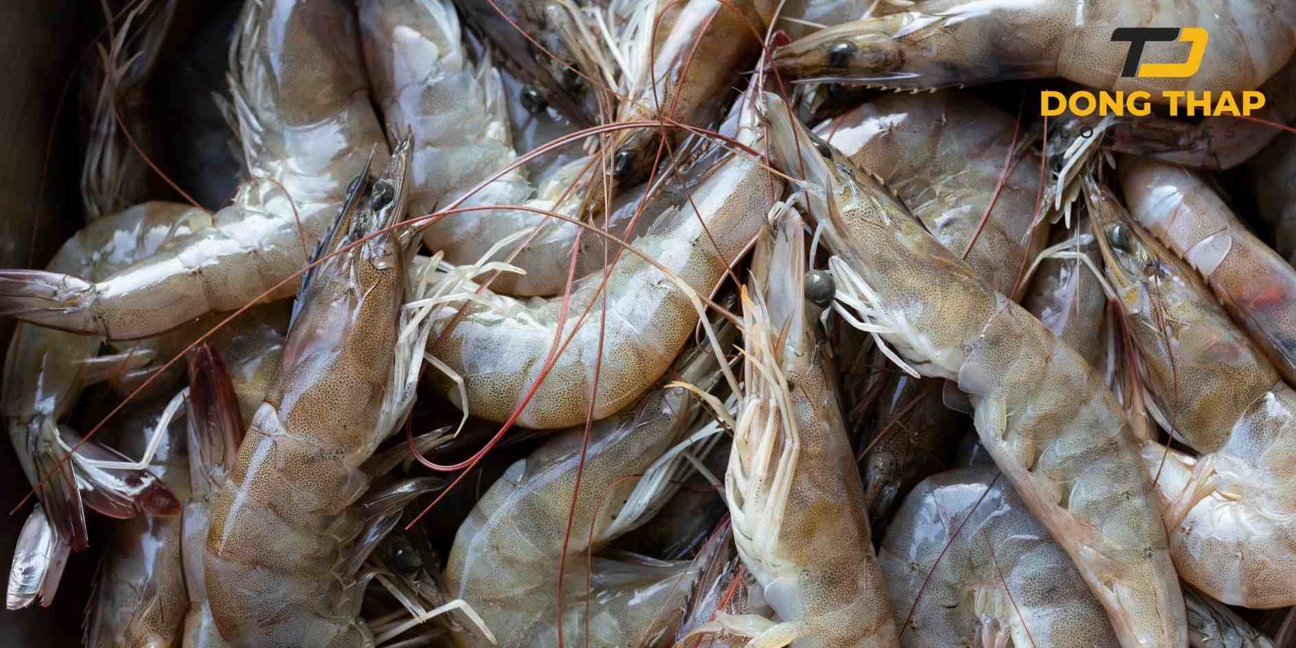 Vận Chuyển Hỏa Tốc Tôm Sống Từ Miền Tây Ra Hà Nội – Giải Pháp An Toàn, Nhanh Chóng Và Chuyên Nghiệp