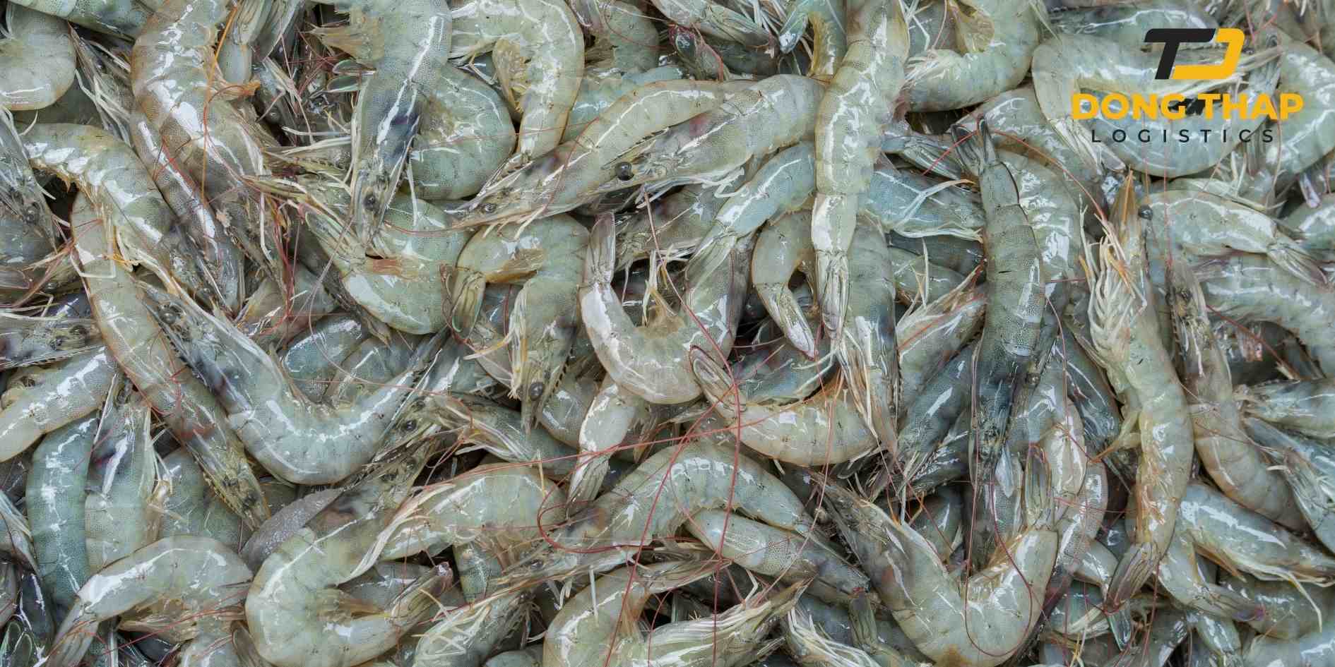 Vận Chuyển Hỏa Tốc Tôm Sống Từ Miền Tây Ra Hà Nội – Giải Pháp An Toàn, Nhanh Chóng Và Chuyên Nghiệp