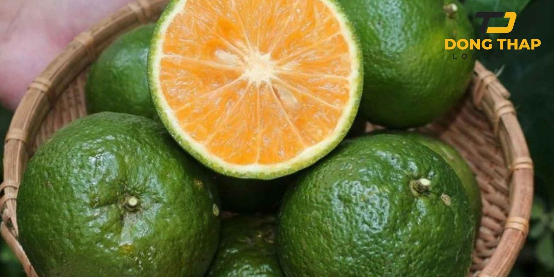 Vận Chuyển Cam Sành Vĩnh Long Ra Hà Nội – Giữ Trọn Hương Vị Miền Sông Nước