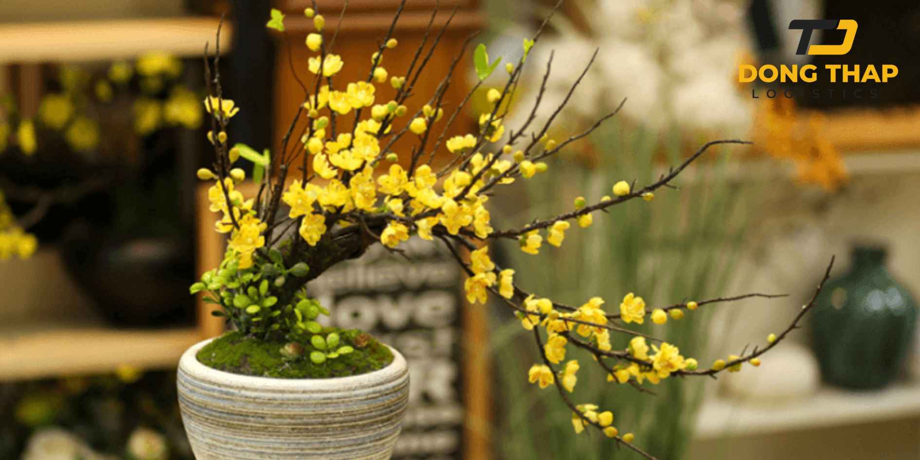 Vận Chuyển Hoa Mai Giả Cao Cấp Sang Pháp - Trang Hoàng Không Gian Tết Việt