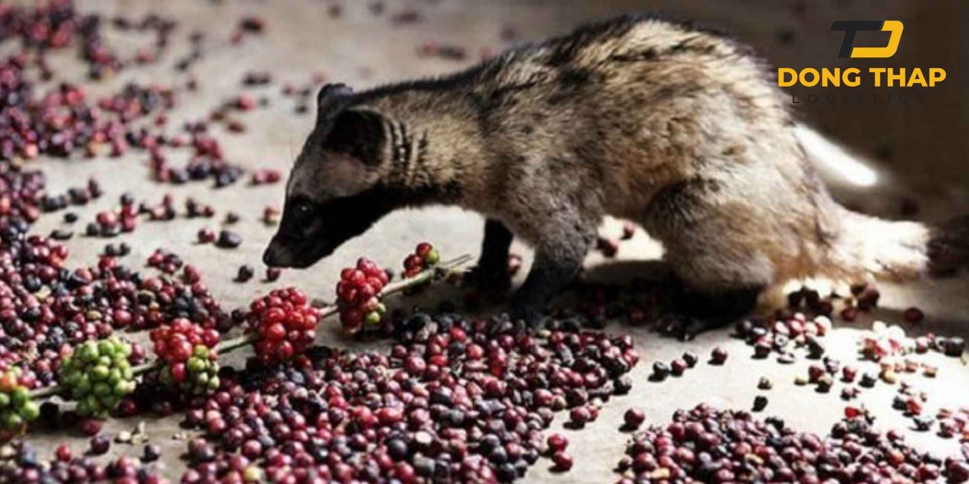 Vận Chuyển Cà Phê Chồn Việt Nam Sang Pháp – Giữ Trọn Hương Vị Đặc Sản