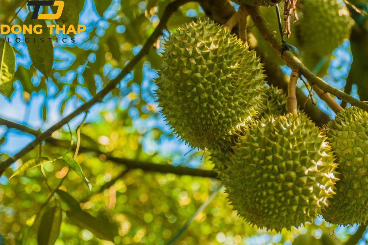 Vận Chuyển Sầu Riêng Sấy Lạnh Đi Châu Âu